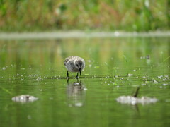 Calidris pusilla