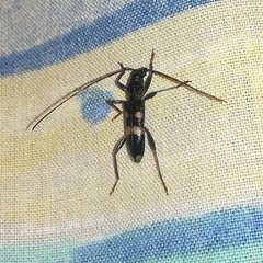 Coleocoptus senio