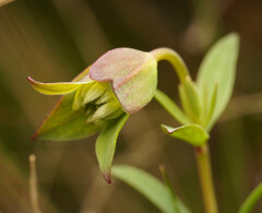 Pimelea linifolia linifolia