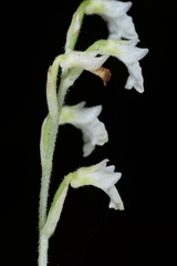 Odontochilus integrus