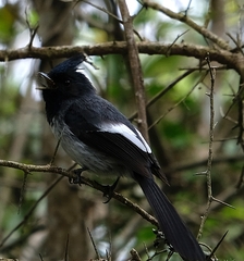 Trochocercus cyanomelas cyanomelas