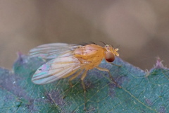 Neogriphoneura