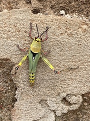 Zonocerus variegatus