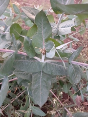 Eucalyptus