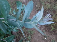 Eucalyptus