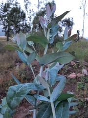 Eucalyptus