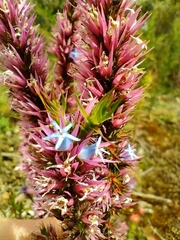 Andersonia caerulea