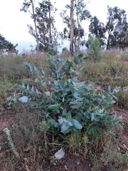 Eucalyptus