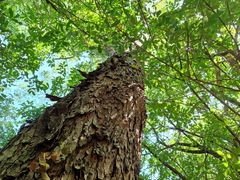 Parapiptadenia rigida