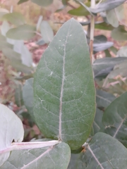Eucalyptus