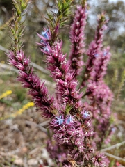 Andersonia caerulea
