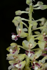 Mycaranthes floribunda