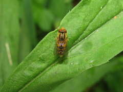 Parhelophilus integer