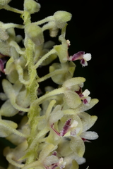 Mycaranthes floribunda
