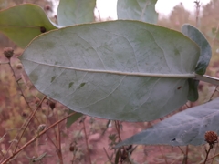 Eucalyptus