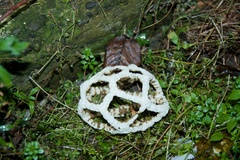 Ileodictyon cibarium