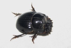 Copris lunaris