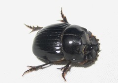 Copris lunaris
