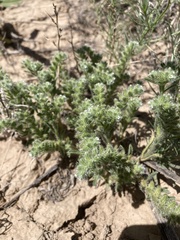 Cryptantha crassisepala