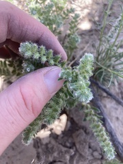 Cryptantha crassisepala