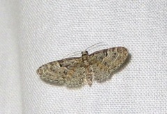 Eupithecia abbreviata