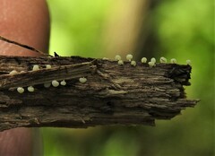 Didymium squamulosum