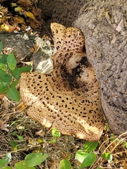 Cerioporus squamosus