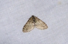 Lobophora halterata
