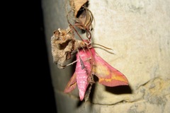 Deilephila porcellus