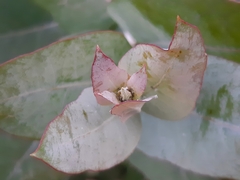 Eucalyptus