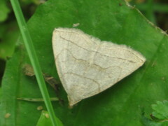 Zanclognatha pedipilalis