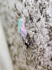 Tuberolachnus salignus