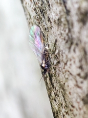 Tuberolachnus salignus