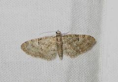 Eupithecia abbreviata