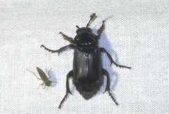 Nicrophorus humator