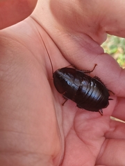 Eurycotis floridana