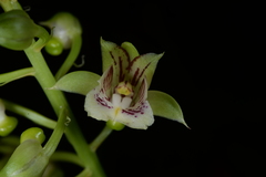Eulophia pulchra