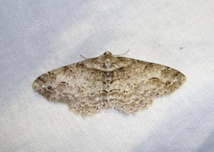 Paradarisa consonaria