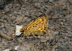 Ampittia virgata