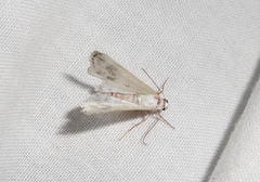 Lomographa temerata