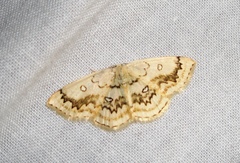 Cyclophora annularia