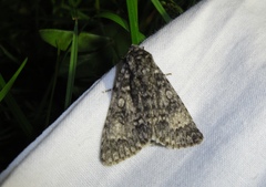 Acronicta megacephala