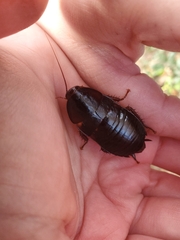 Eurycotis floridana