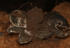 Scleroderma polyrhizum