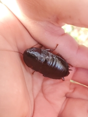 Eurycotis floridana