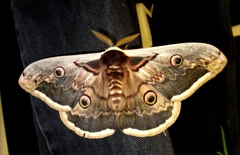Saturnia pyri
