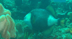 Balistoides viridescens