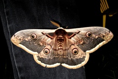 Saturnia pyri