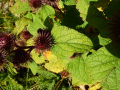 Arctium minus