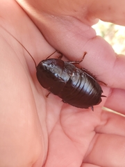 Eurycotis floridana